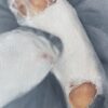Collection of Torn Socks ( 3 Oil paintings)